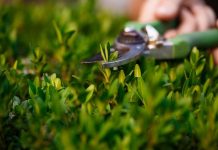 Lawn Alternatives: What to Plant Instead of Grass (And Why It’s Worth Considering) lawn alternatives low maintenance ground cover replace grass